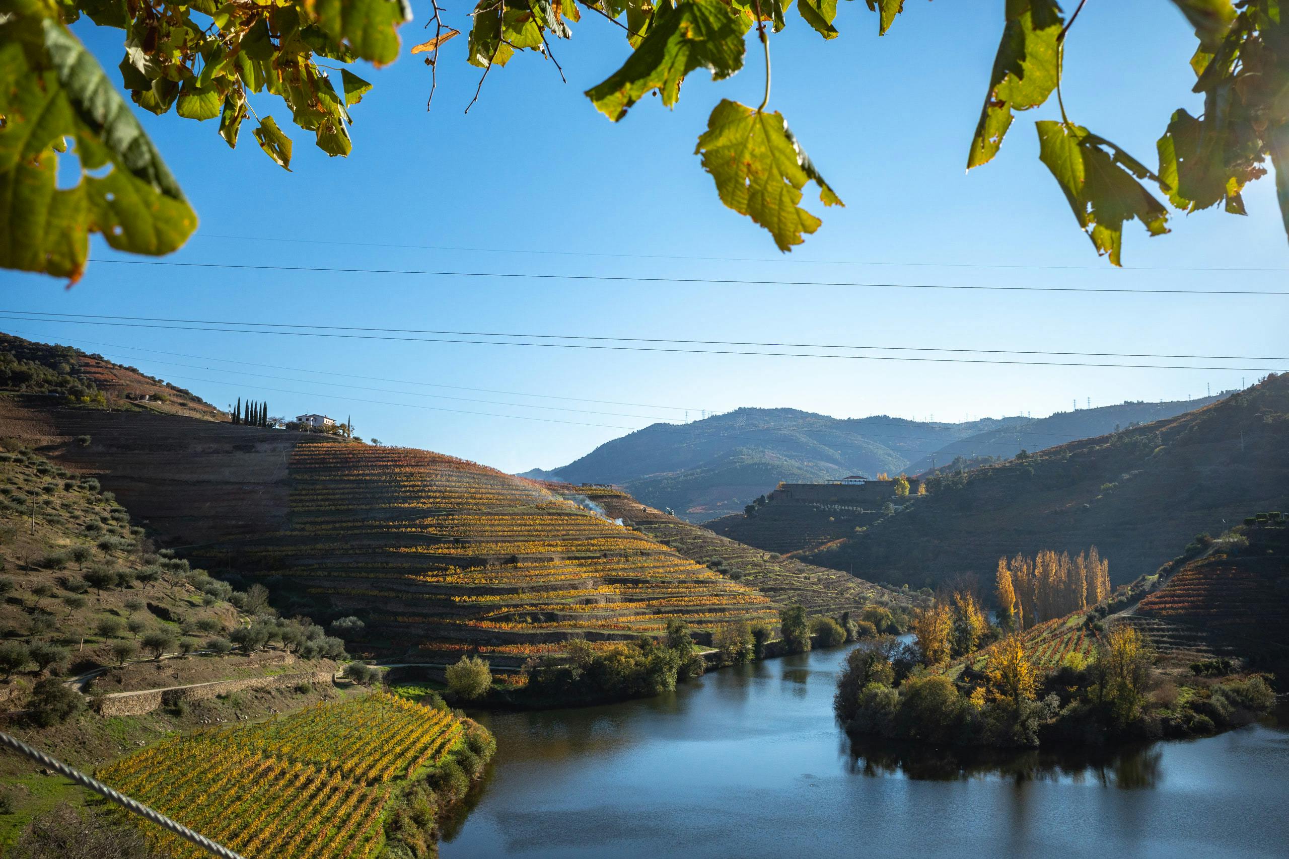 View of vineyards divided by a river in the middle