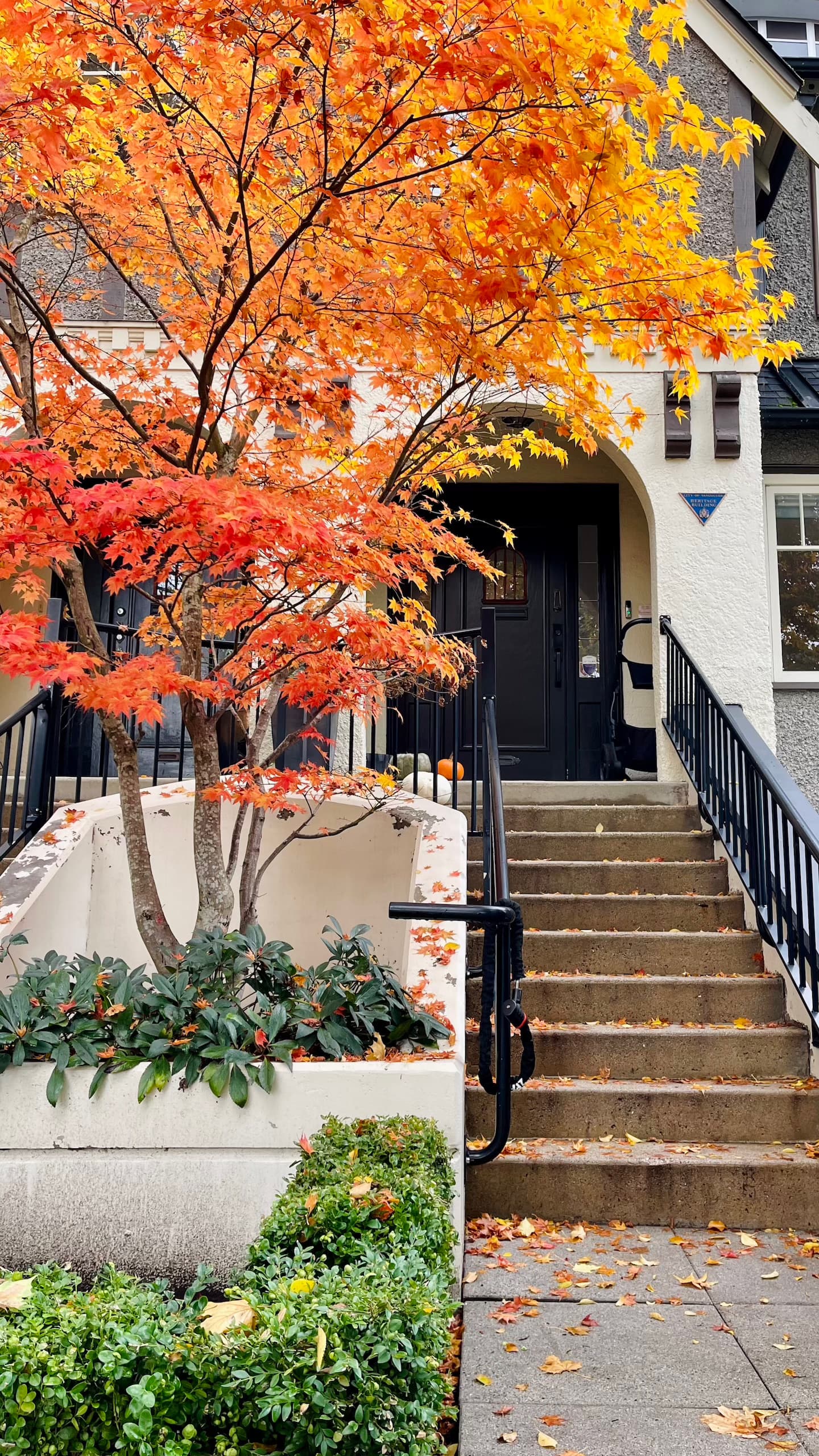 Orange tree in front of a house