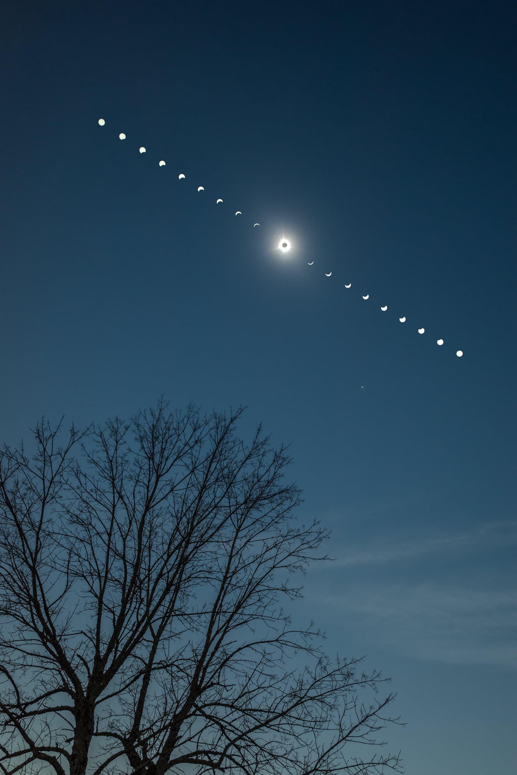 Phases of a total solar eclipse with a leaveless tree in the foreground