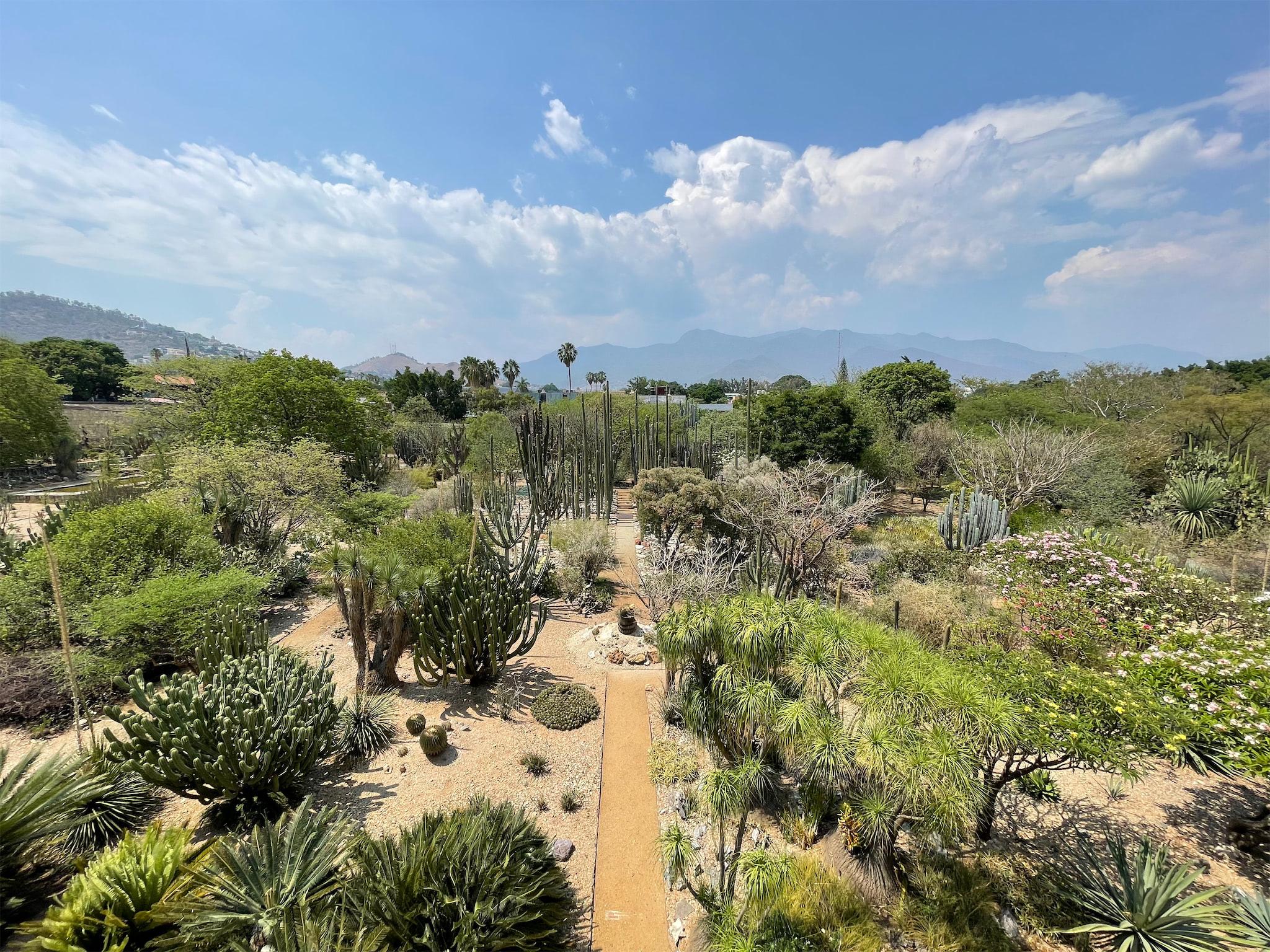 A view of many cactuses and plants in Oxaca