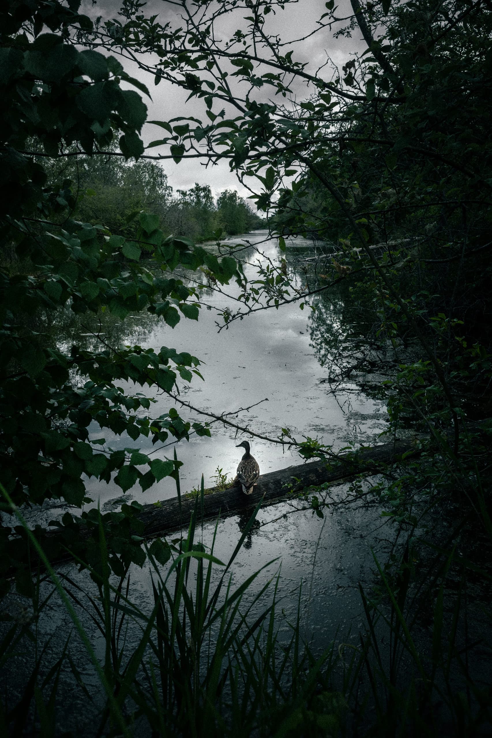 A Canadian goose on a wood facing a narrow slough