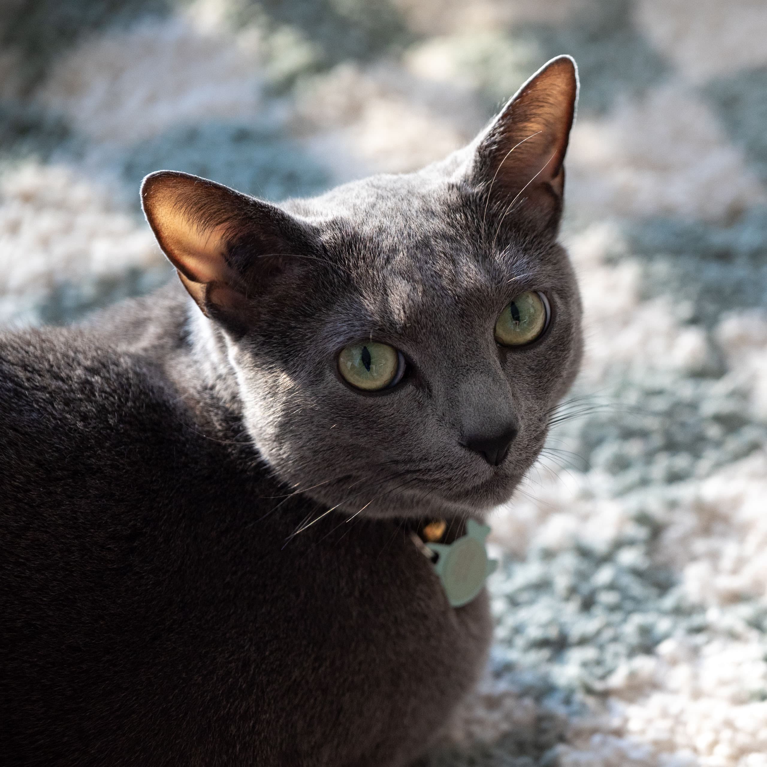 Russian Blue cat on a checkered rug looking at the camera