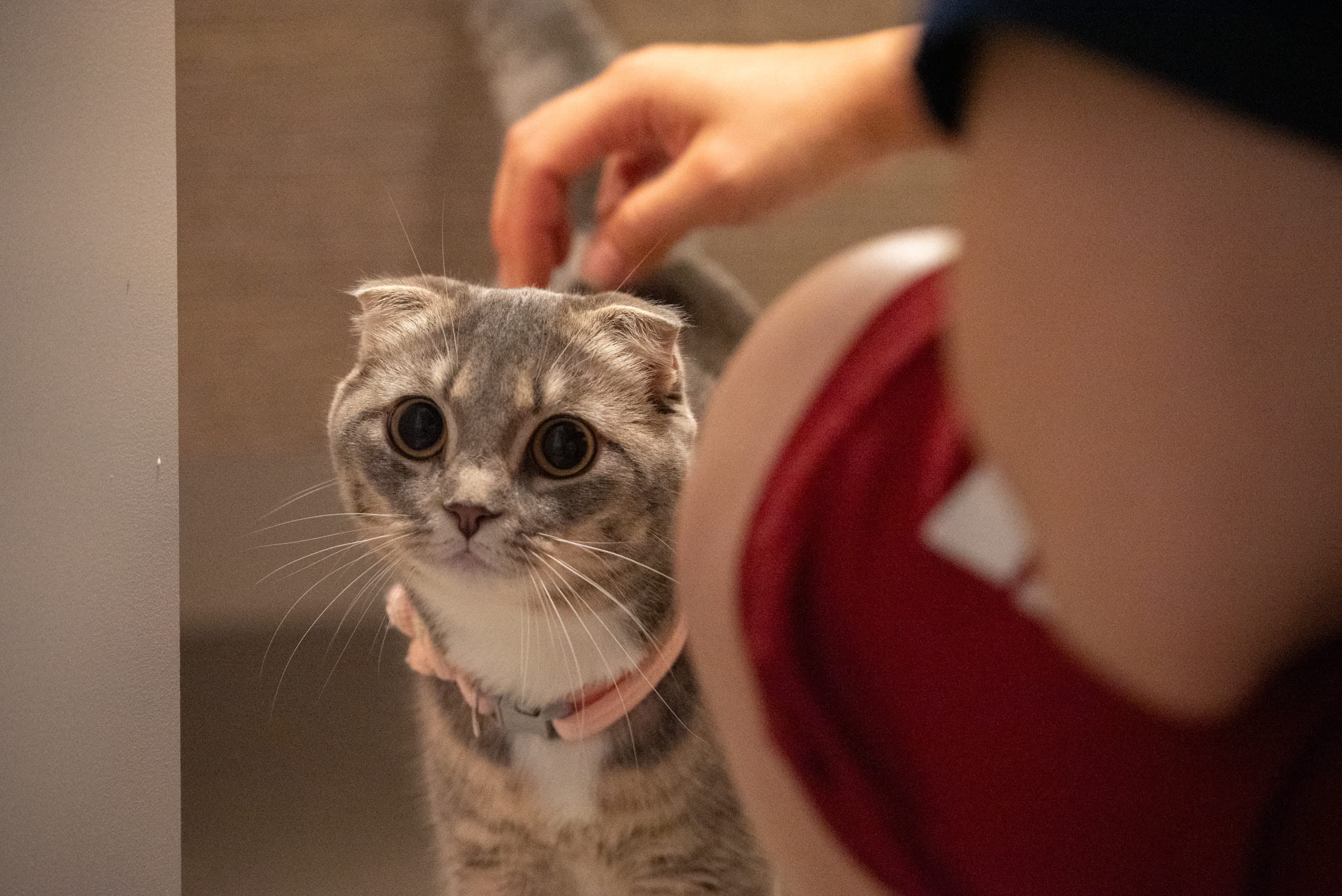 Scottish Fold cat petted by a person on the right while looking to the rear left of the camera with large pupils