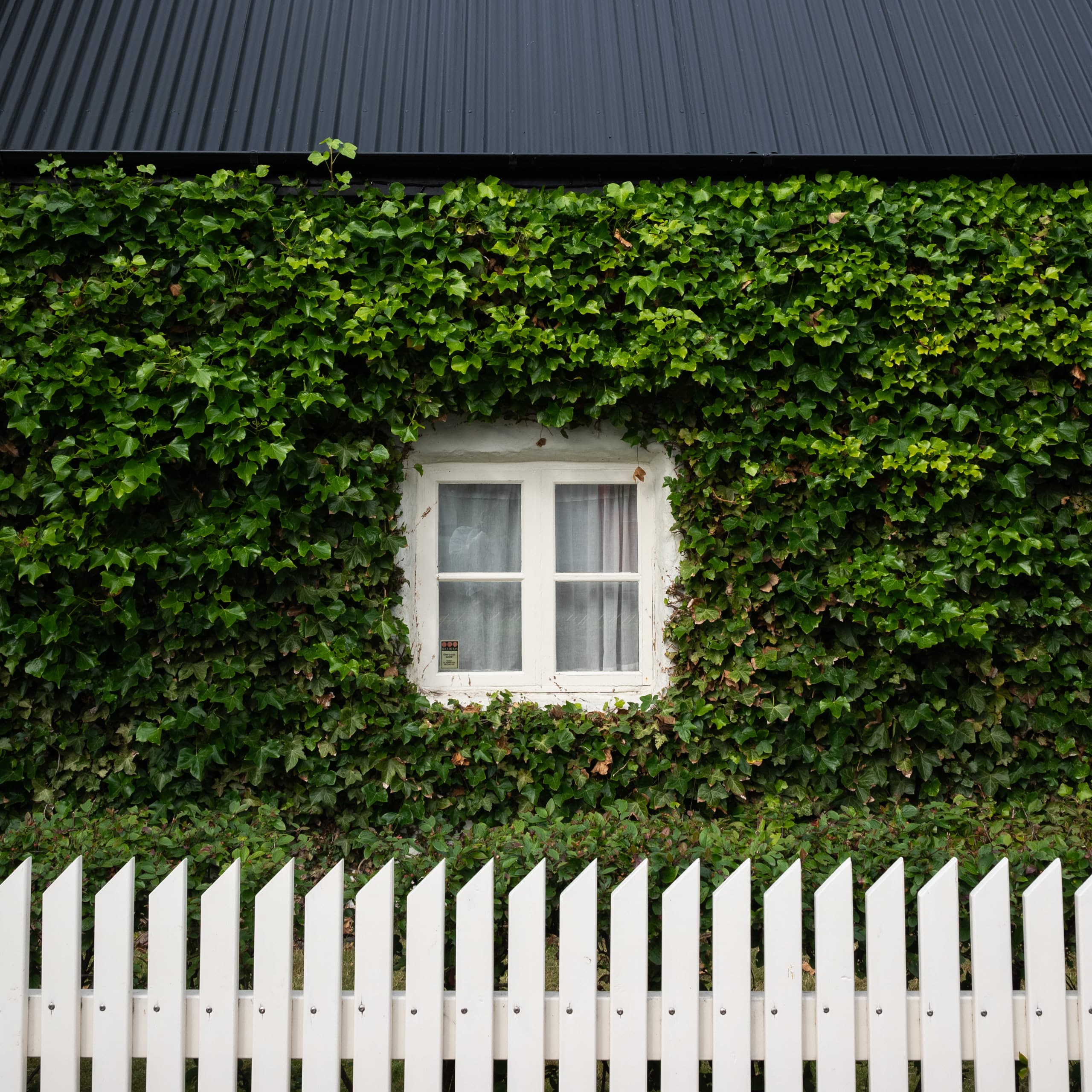 Square photo of a black roof container at the top, foliage façade wall, a square white window at the center, and white picket fence at the bottom