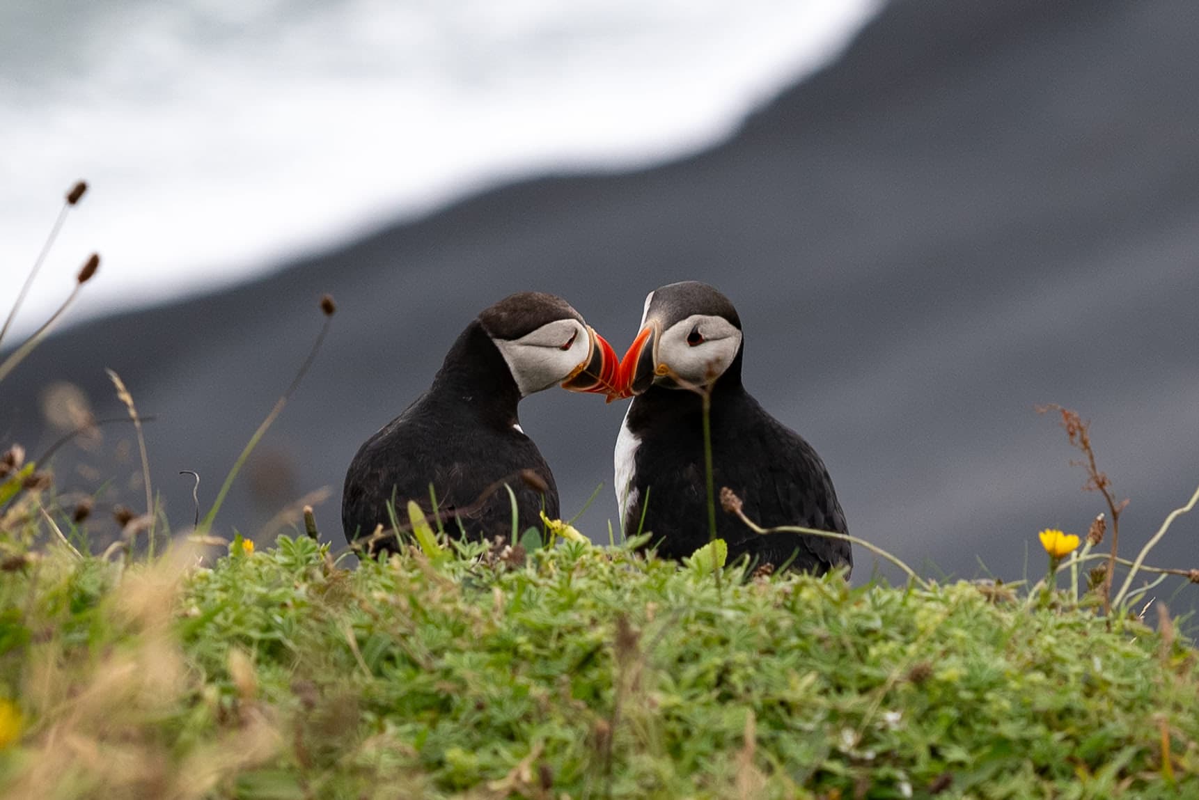 Two puffins facing each other with their beaks touching