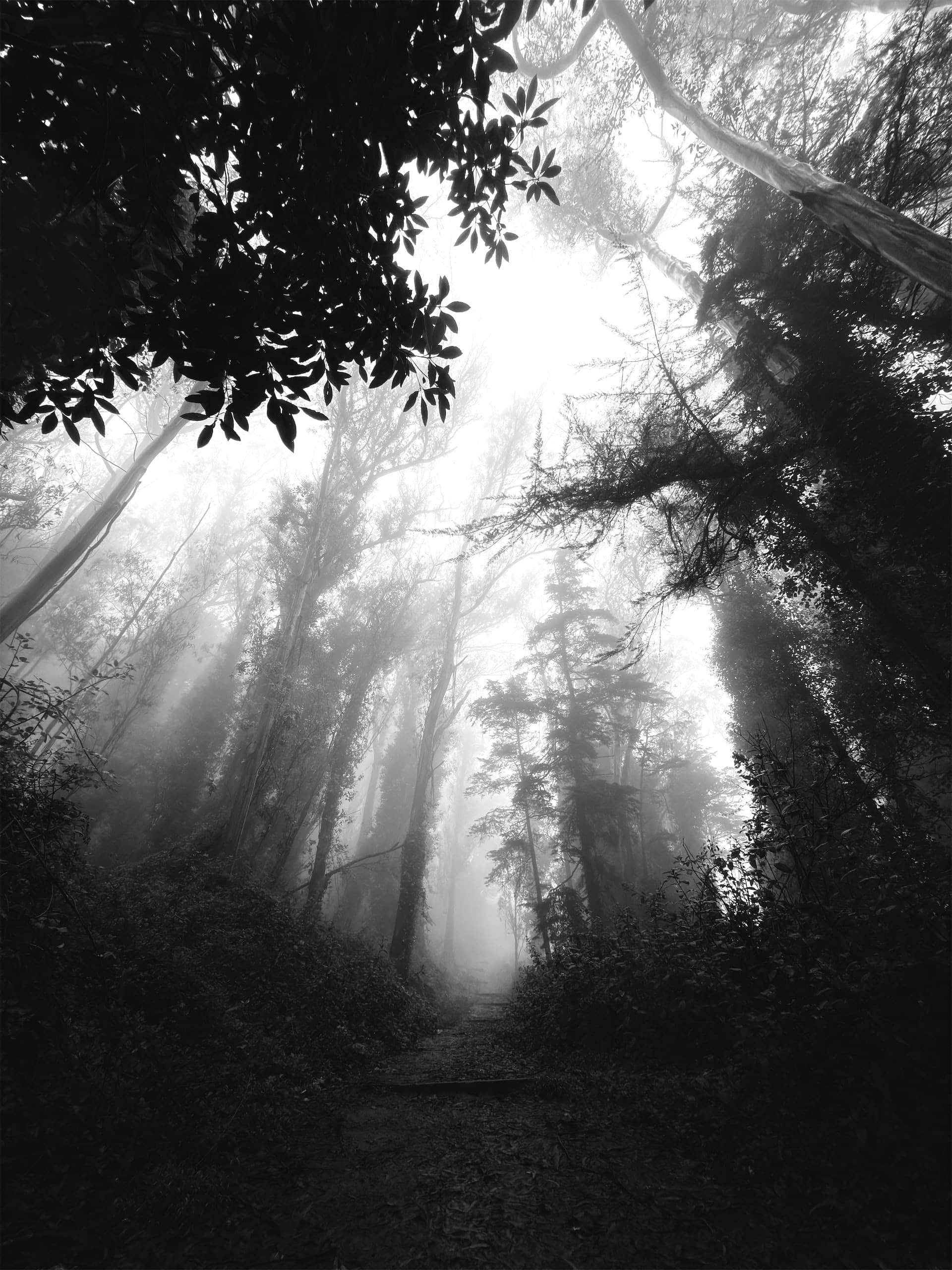 A black and white worms-eye view of trees surrounded by fog and a trail in the bottom-center